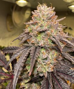 Lemon Cherry Gelato Feminized Strain