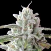 MAC 1 Feminized Strain