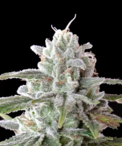 MAC 1 Feminized Strain