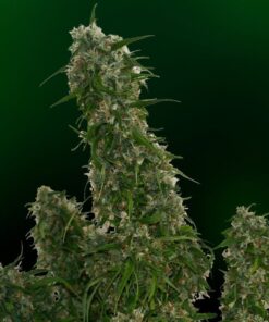 Malana Bomb Autoflowering Strain