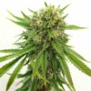 Maui Wowie Feminized Strain