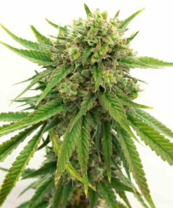 Maui Wowie Feminized Strain
