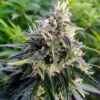 Northern Lights Feminized