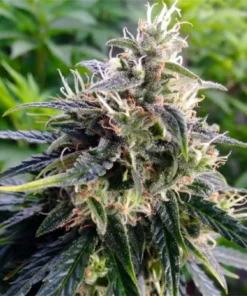 Northern Lights Feminized