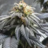 OG Kush Feminized Strain