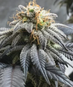 OG Kush Feminized Strain