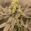 Obama Runtz Feminized Strain