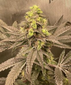 Obama Runtz Feminized Strain