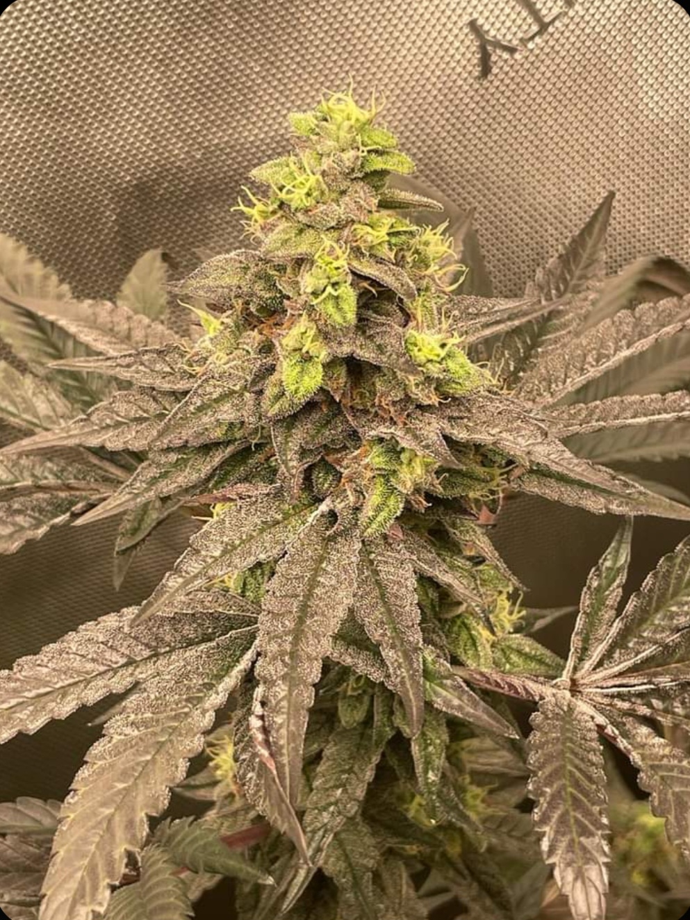 Obama Runtz Feminized Strain