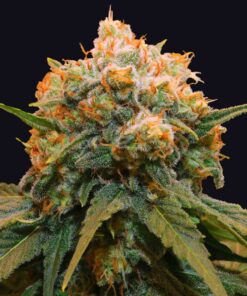 Papaya Feminized Strain