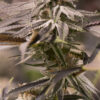 Passion Fruit Feminized Strain