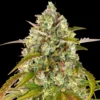 Pineapple Express Autoflowering Strain