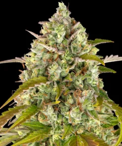 Pineapple Express Autoflowering Strain