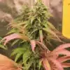 Pink Runtz Feminized Strain