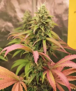 Pink Runtz Feminized Strain