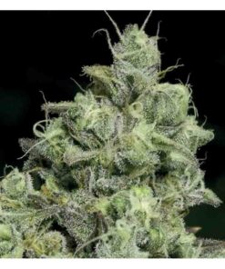 Pink Starburst Feminized Strain