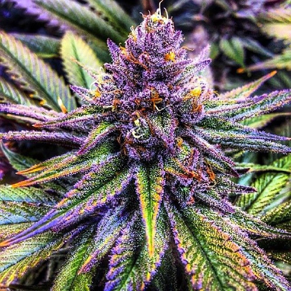 Purple Haze Feminized Strain