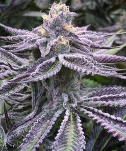 Purple Punch Feminized Strain