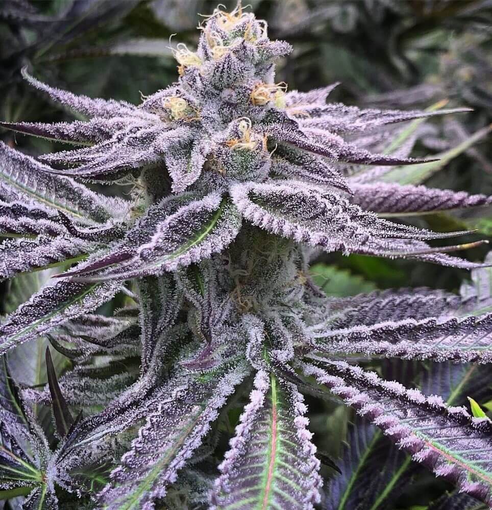 Purple Punch Feminized Strain