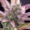 Purple Runtz Feminized Strain