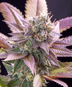 Purple Runtz Feminized Strain
