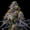 Rainbow Sherbet Feminized Strain