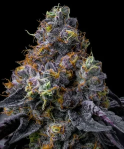 Rainbow Sherbet Feminized Strain