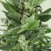 Royal Kush Autoflowering Strain