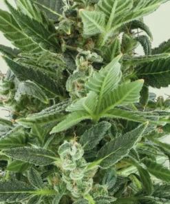Royal Kush Autoflowering Strain