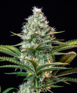 Royal Runtz Feminized Strain