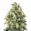 Sensi Skunk Autoflowering Strain