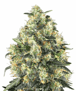 Sensi Skunk Autoflowering Strain