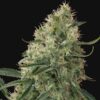 Sin Tra Bajo Autoflowering Strain