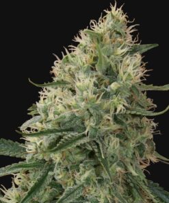Sin Tra Bajo Autoflowering Strain