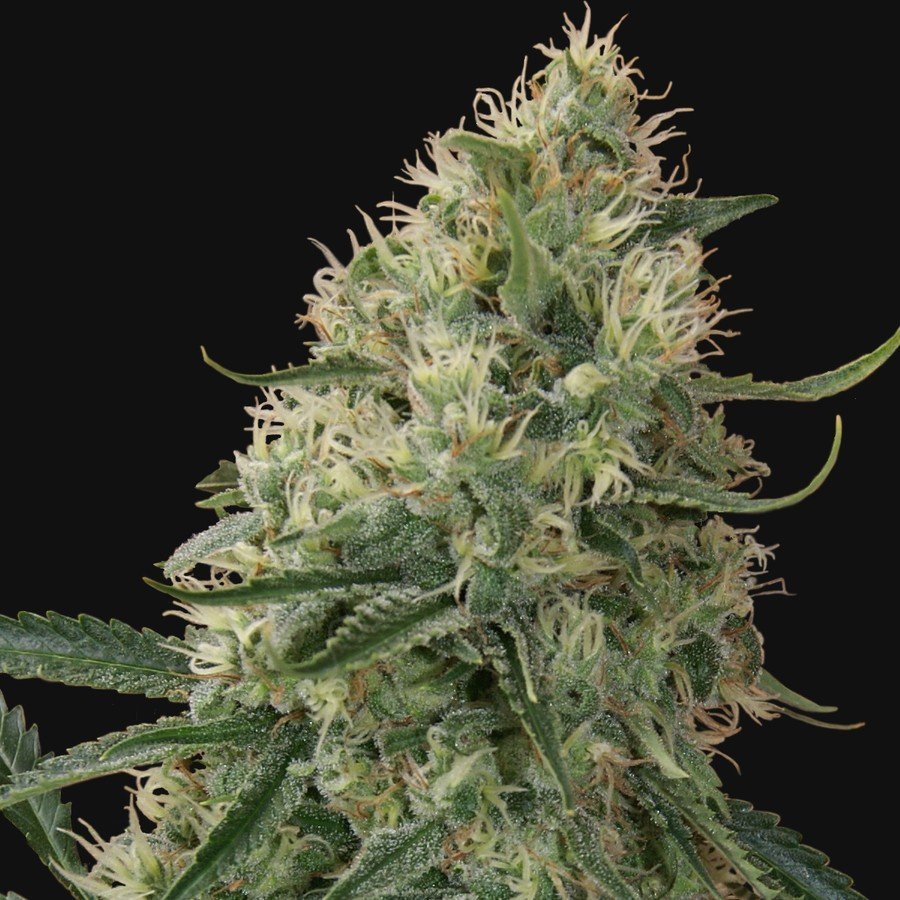 Sin Tra Bajo Autoflowering Strain