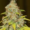 Skunk 1 Autoflowering Strain