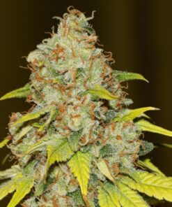 Skunk 1 Autoflowering Strain