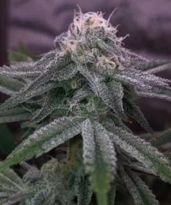 Slurricane Feminized Strain