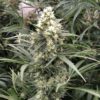 Snow Bud Feminized Strain