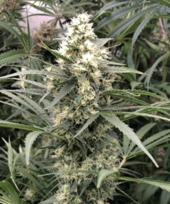Snow Bud Feminized Strain