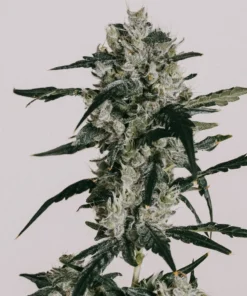Sour Diesel Feminized Strain
