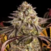 Sunset Sherbet Feminized Strain