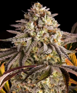 Sunset Sherbet Feminized Strain