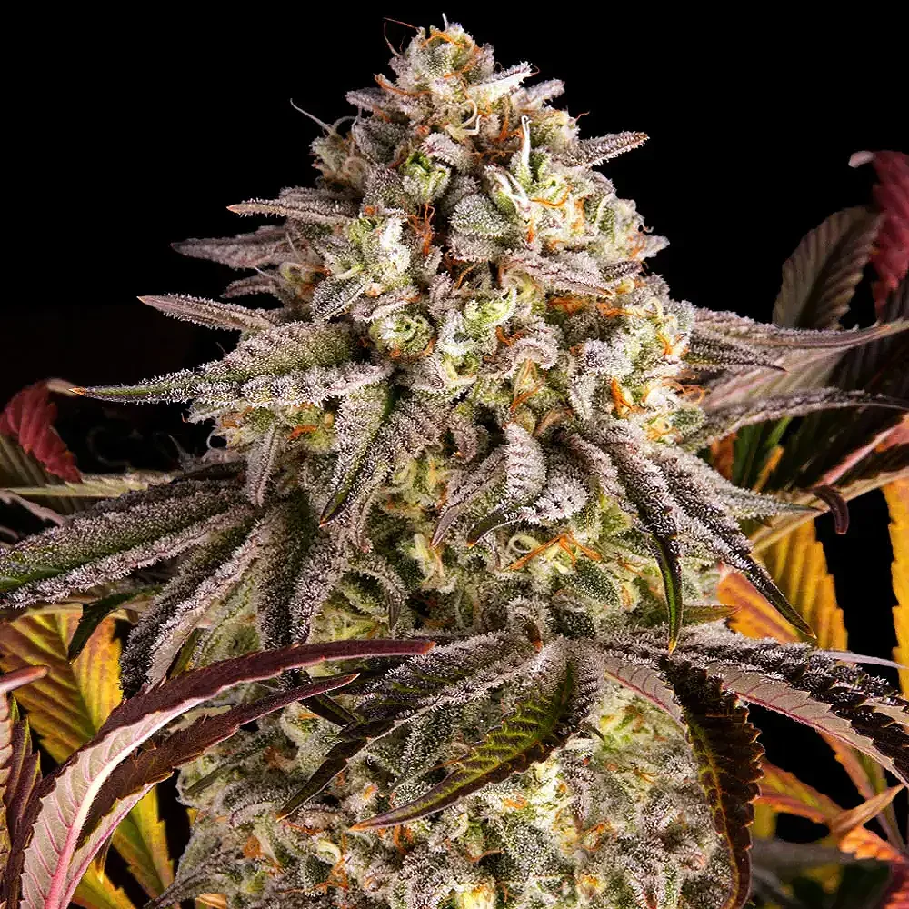Sunset Sherbet Feminized Strain