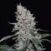Sweet Candy Autoflowering Strain