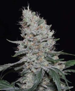 Sweet Candy Autoflowering Strain