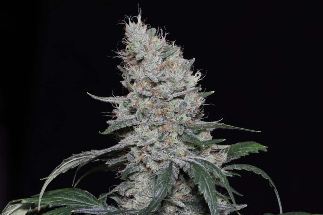 Sweet Candy Autoflowering Strain