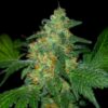 Sweet Tooth Autoflowering Strain
