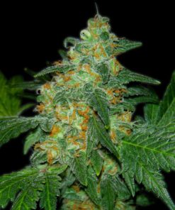 Sweet Tooth Autoflowering Strain