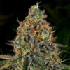 Tangerine Dream Autoflowering Strain